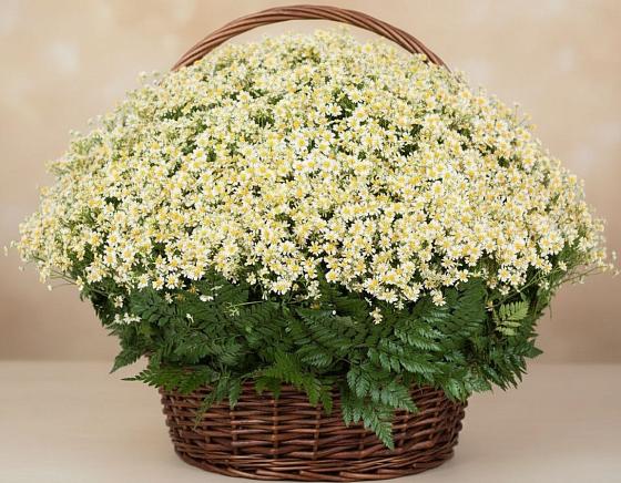 Цветочная композиция из Ромашки в корзине в Курганинске