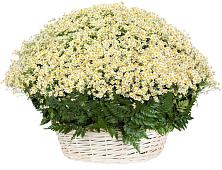 Цветочная композиция из Ромашки в корзине #REPLACE_PRED# Курганинске